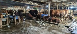 IMG-20240615-WA0003-300x135 Peternak Sapi Kurban Idul Adha di Karang Tengah Kota Tangerang Dibeli Presiden RI